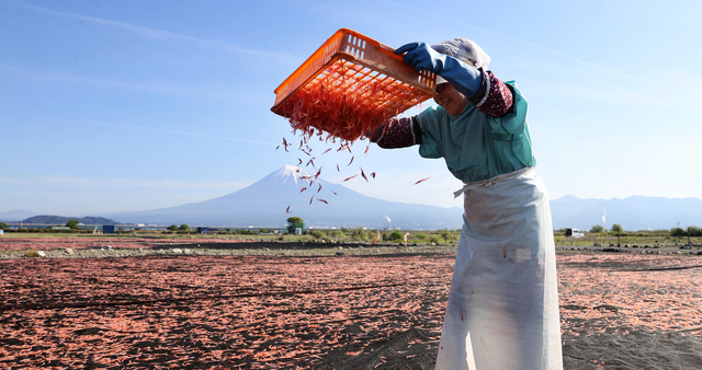 「太陽の香り」のサクラエビ、富士山と競演　漁獲自主規制で回復傾向